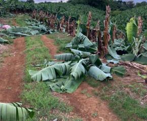 Une exploitation de bananes saccagés à Saint-Joseph