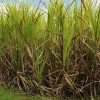 En Martinique, Inquiétudes autour du foncier agricole.