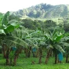 L&rsquo;avenir de la banane antillaise dans les nouvelles technologies génétiques ?