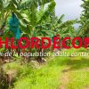 l&rsquo;État responsable de la catastrophe chlordécone par la loi.