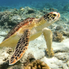 À Saint-Pierre, les tortues sont à l&rsquo;honneur jusqu&rsquo;au 20 juin.