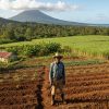 L’État débloque 10 millions d’euros pour les exploitants agricoles des Antilles