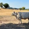 La sécheresse met les éleveurs martiniquais à rude épreuve